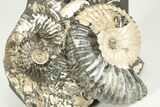 Iridescent Ammonite (Deshayesites) Fossil Cluster - Russia #207460-2